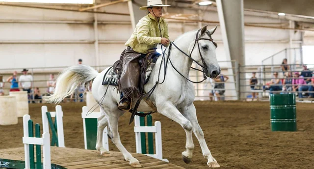 Horse and rider competing in a working equitation course